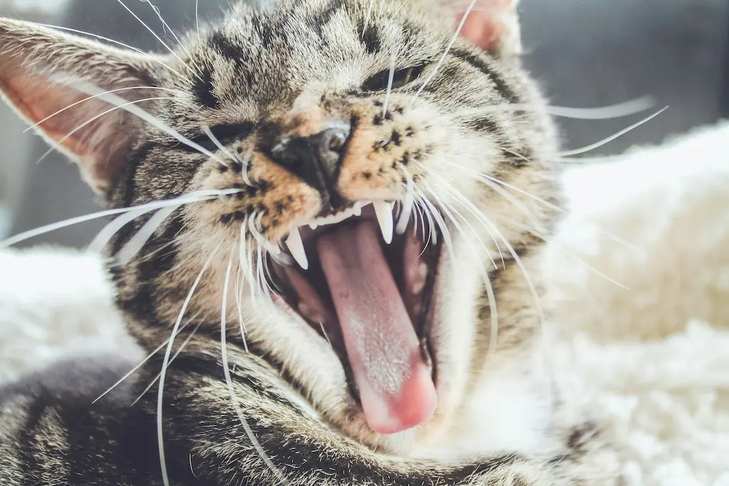 A tabby cat yawning and showing its teeth while laying on a light brown blanket.