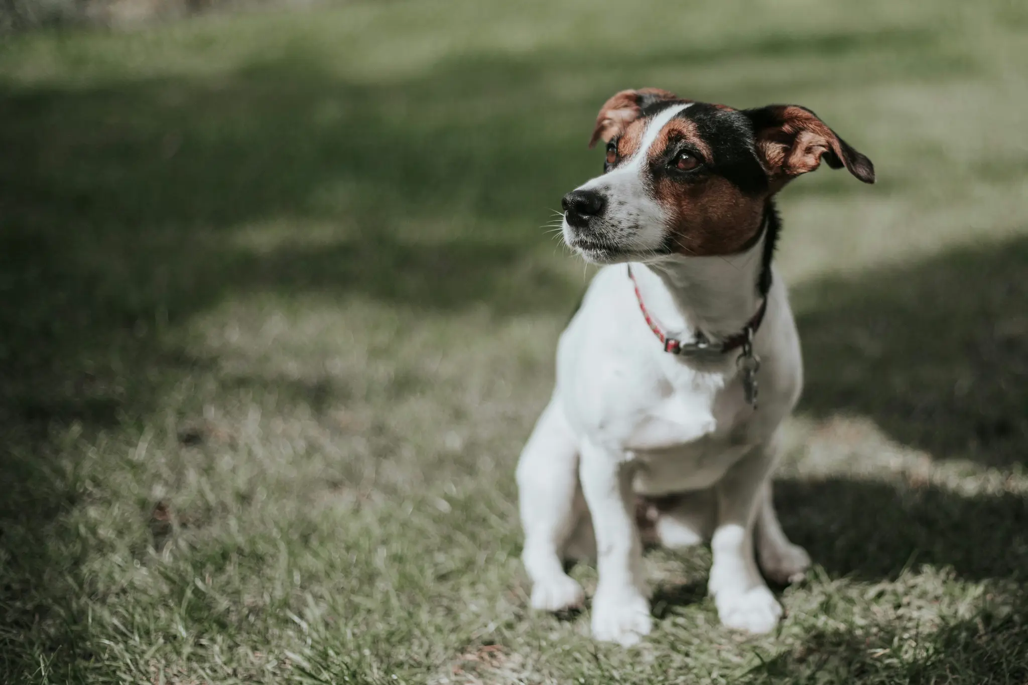 A white and brown jack russel terrier dog sitting in a green grass field with the sun shining on its face.