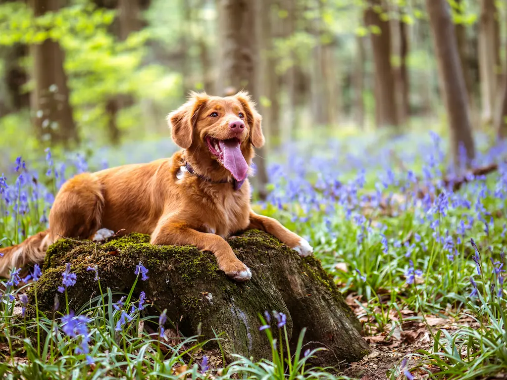 A chocolate lab dog sitting on a moss covered stump in the middle of the woods smiling and surrounded by purple flowers.