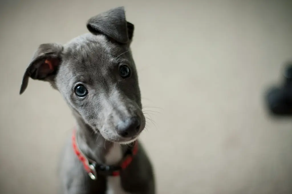 A short gray haired puppy looking at the camera with its head tilted.
