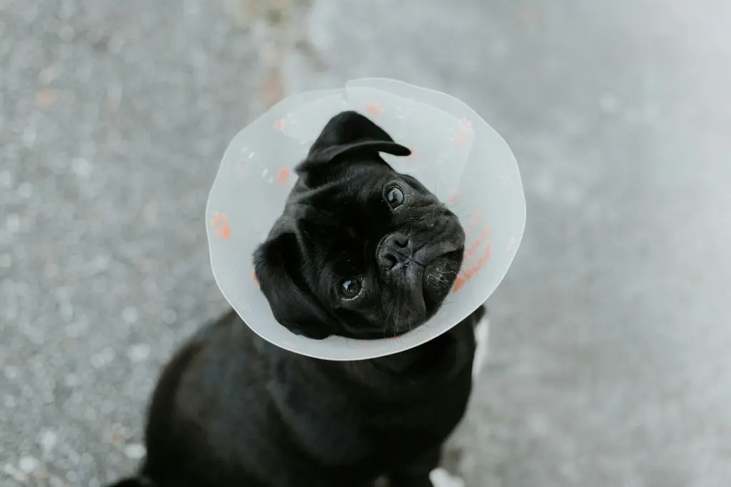 A young all black puppy pug wearing a cone around its neck standing in the middle of a asphalt road while looking at the camera and tilding its head to the left.