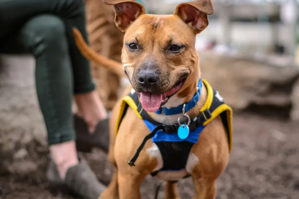 A short brown haired slim weighted pitbull terrier smiling at the camera while wearing a harness.