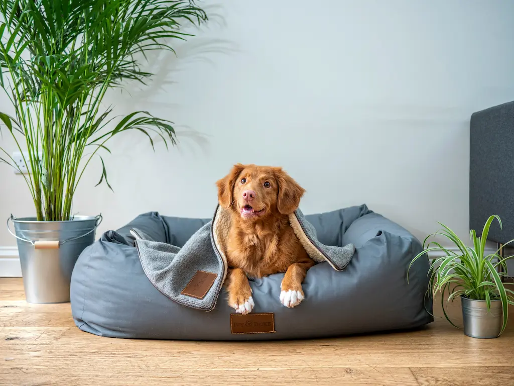 A brown golden retrevier mix sitting on a gray dog bed inside a sunny room with green fern-like plants in the background.