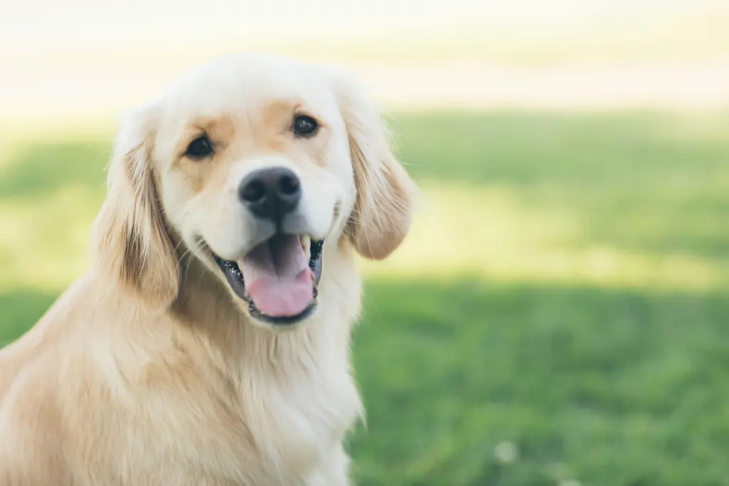 An adult golden retreiver smiling with its mouth open while looking at the camera with a green field in the background.